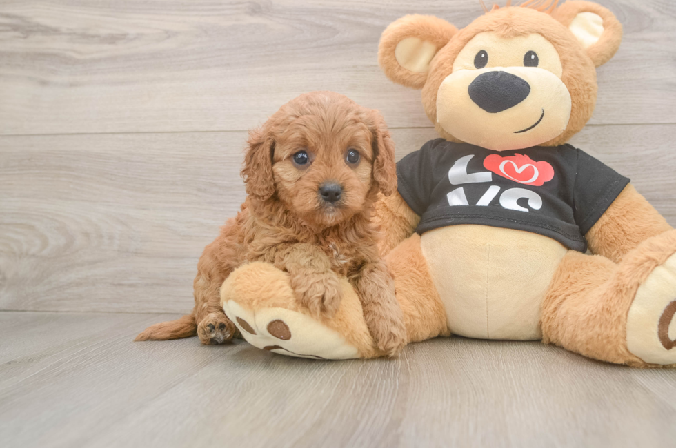 5 week old Cavapoo Puppy For Sale - Puppy Love PR