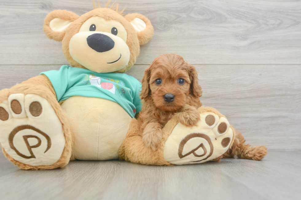 7 week old Cavapoo Puppy For Sale - Puppy Love PR