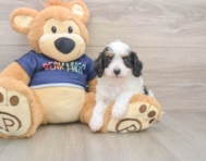 9 week old Cavapoo Puppy For Sale - Puppy Love PR