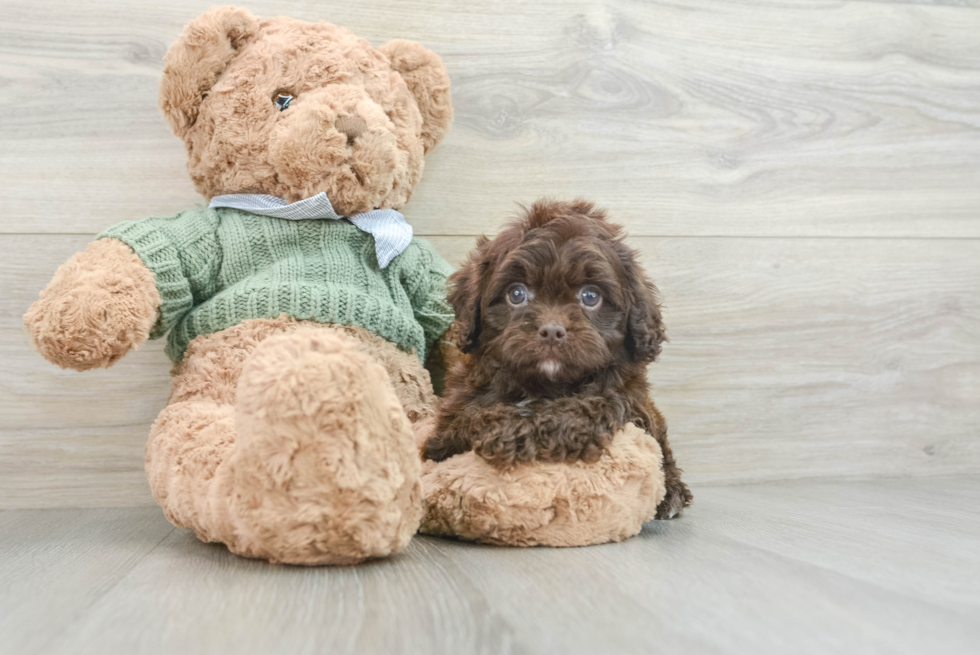 Small Cavapoo Baby