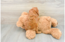 Cavapoo Puppy for Adoption