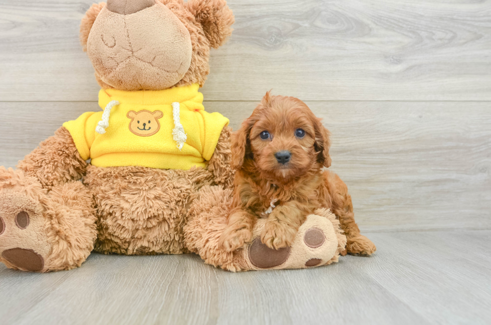 7 week old Cavapoo Puppy For Sale - Puppy Love PR