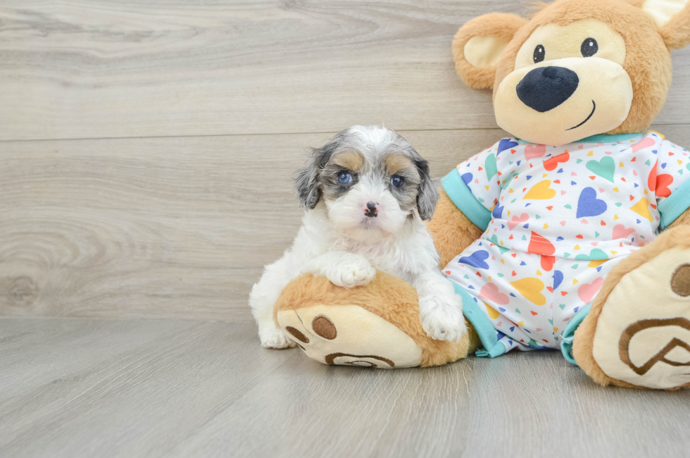 7 week old Cavapoo Puppy For Sale - Puppy Love PR