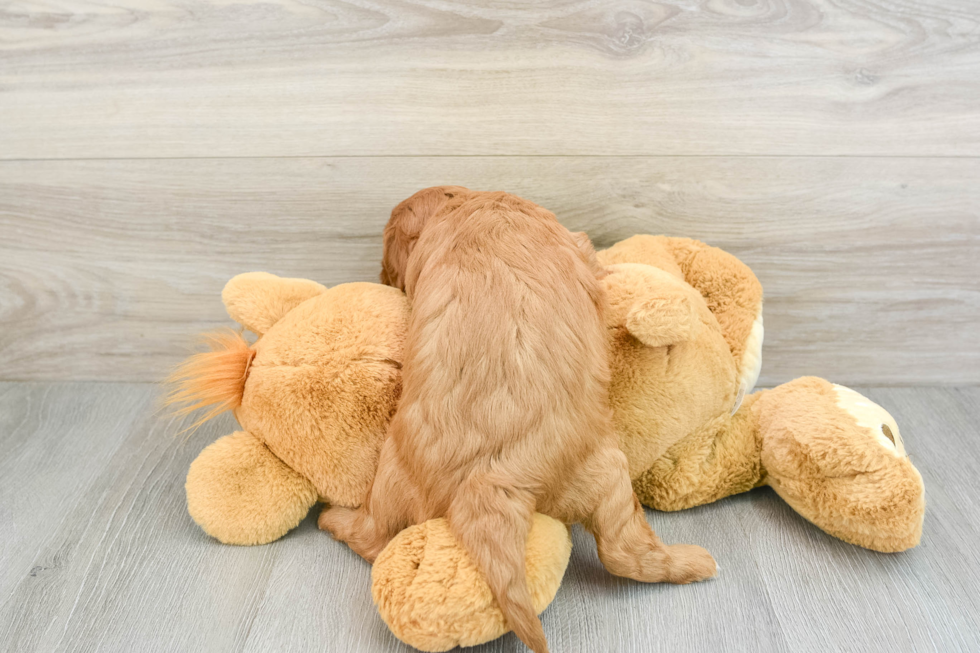 Hypoallergenic Cavadoodle Poodle Mix Puppy