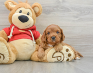 8 week old Cavapoo Puppy For Sale - Puppy Love PR