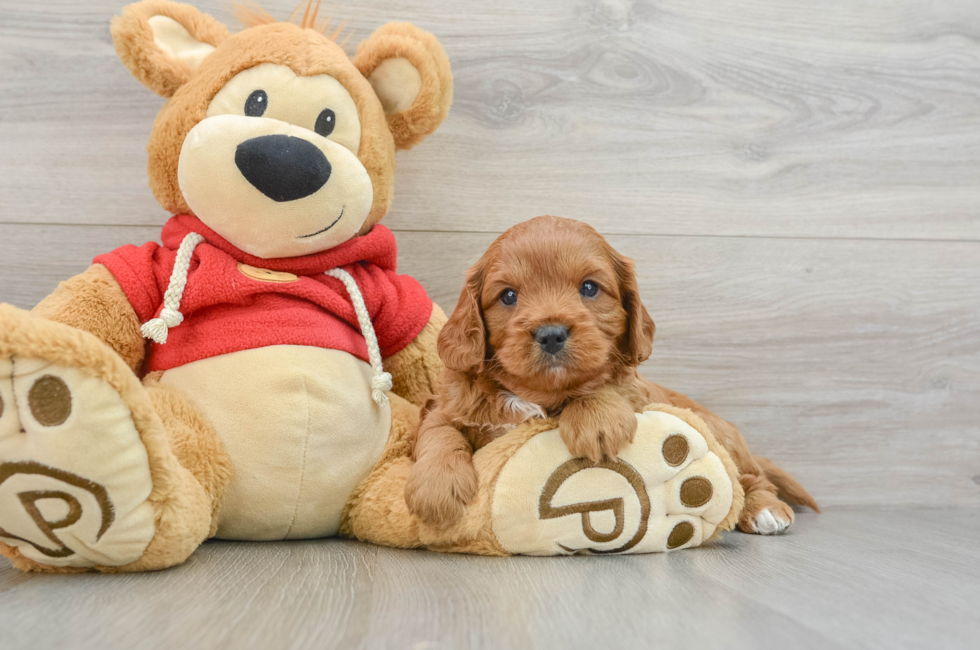 6 week old Cavapoo Puppy For Sale - Puppy Love PR