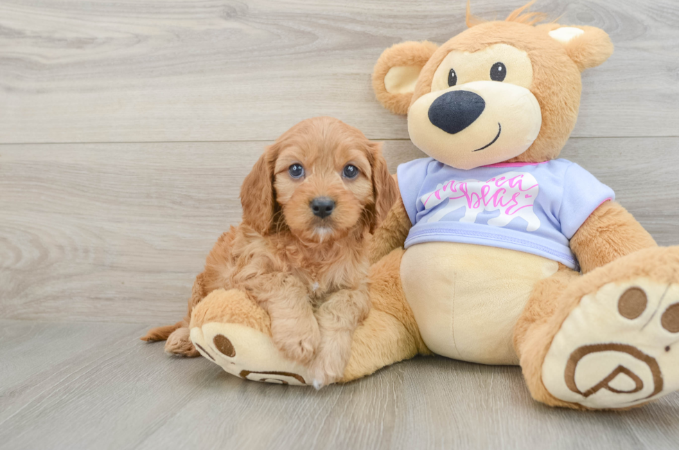 7 week old Cavapoo Puppy For Sale - Puppy Love PR