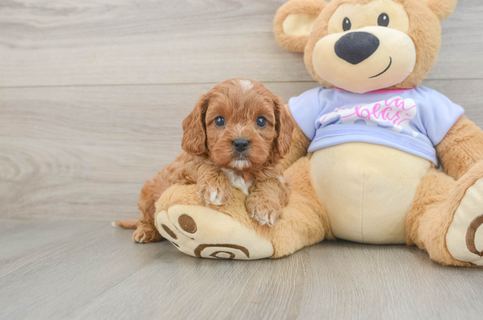 6 week old Cavapoo Puppy For Sale - Puppy Love PR
