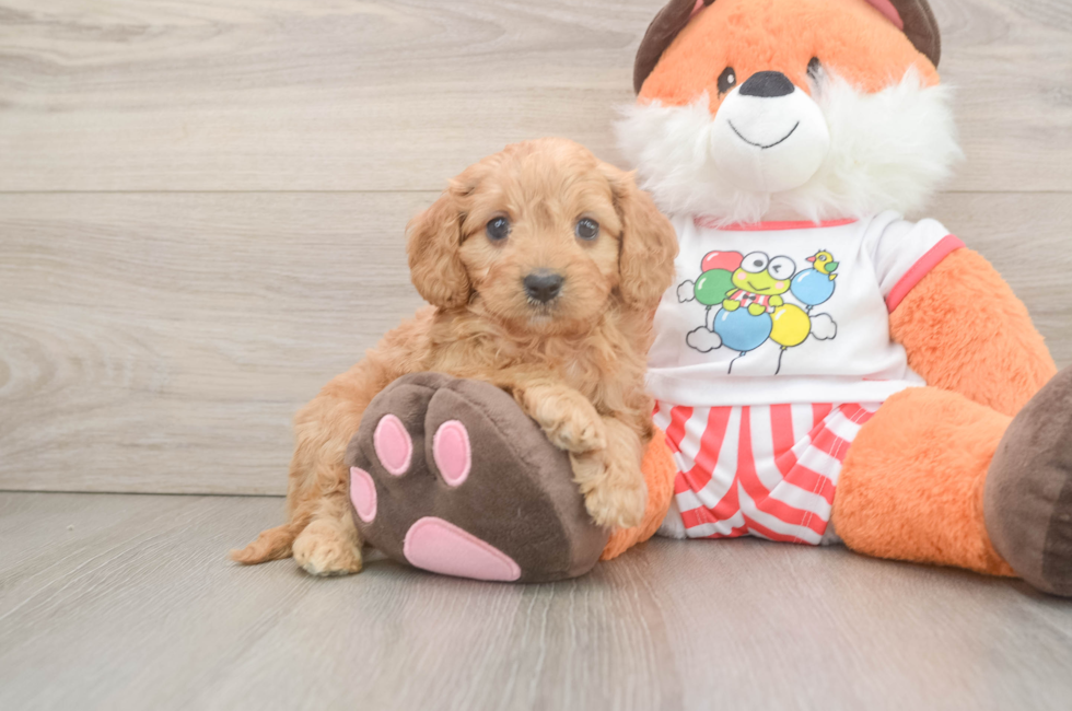 7 week old Cavapoo Puppy For Sale - Puppy Love PR