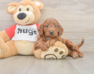 9 week old Cavapoo Puppy For Sale - Puppy Love PR
