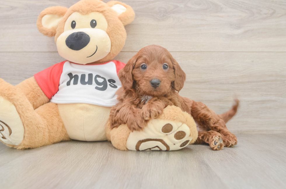 6 week old Cavapoo Puppy For Sale - Puppy Love PR