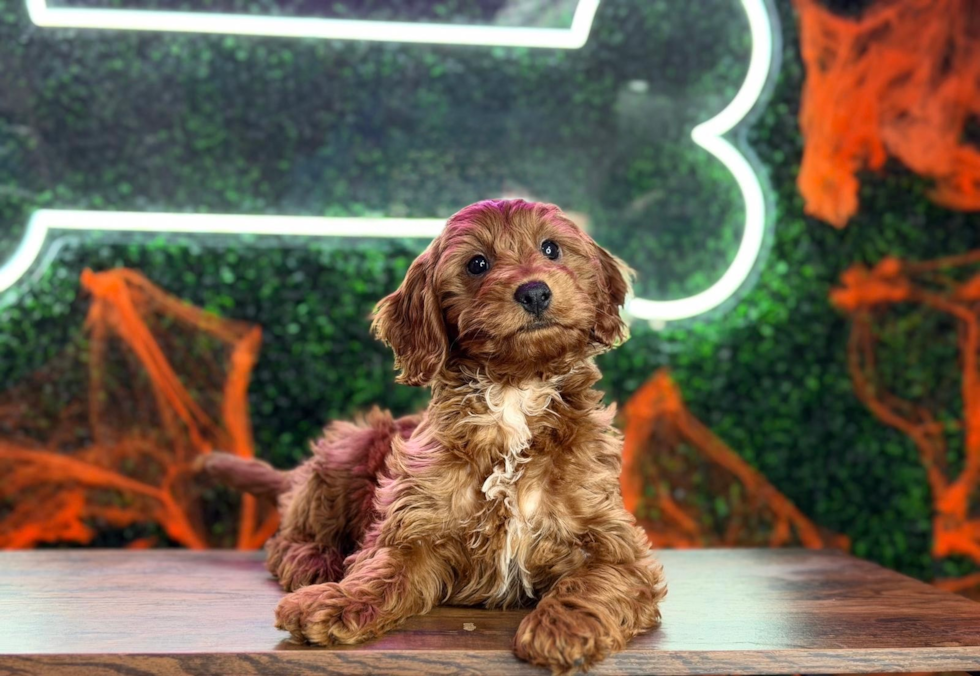 Best Cavapoo Baby