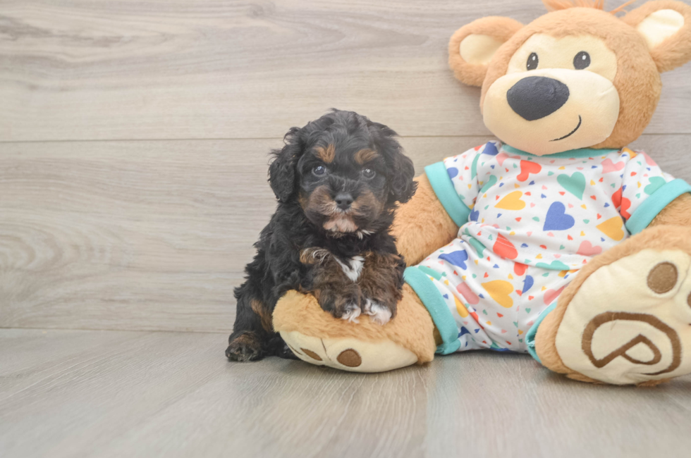 5 week old Cavapoo Puppy For Sale - Puppy Love PR