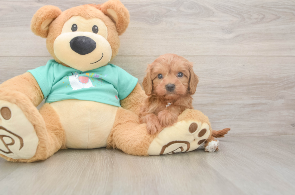 5 week old Cavapoo Puppy For Sale - Puppy Love PR