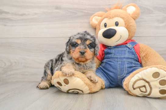 Cavapoo Puppy for Adoption