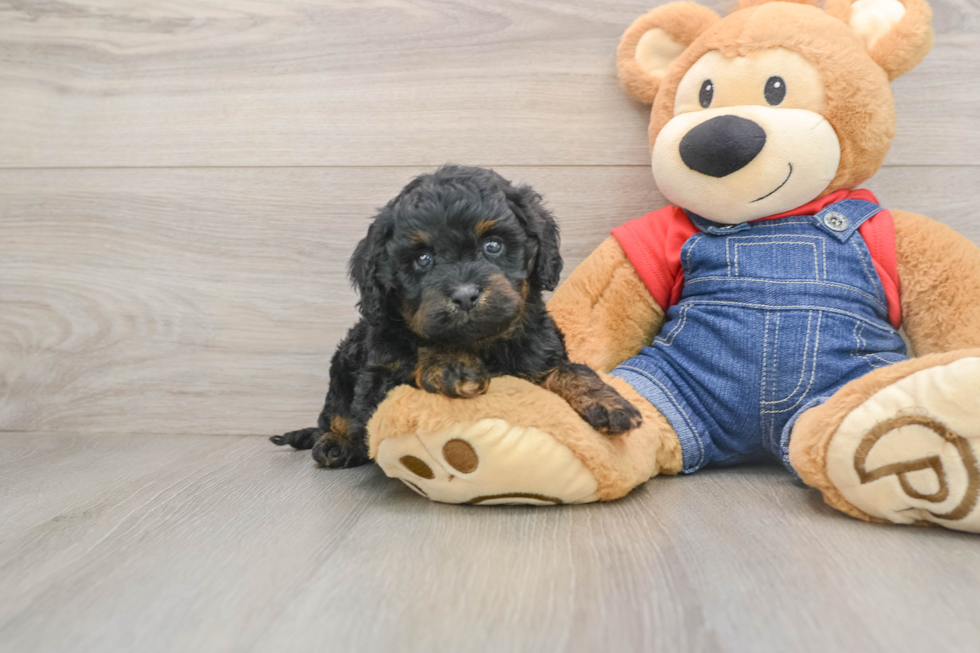 Hypoallergenic Cavadoodle Poodle Mix Puppy