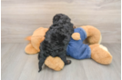Cavapoo Pup Being Cute