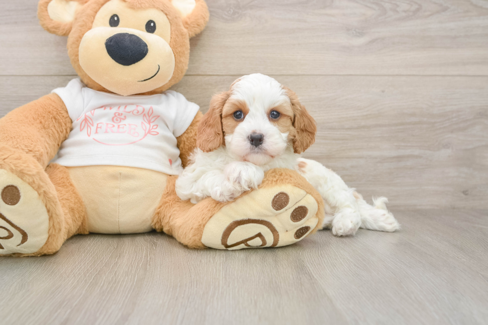Funny Cavapoo Poodle Mix Pup