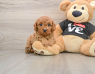 8 week old Cavapoo Puppy For Sale - Puppy Love PR