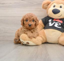 8 week old Cavapoo Puppy For Sale - Puppy Love PR