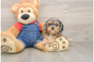 Smart Cavapoo Poodle Mix Pup