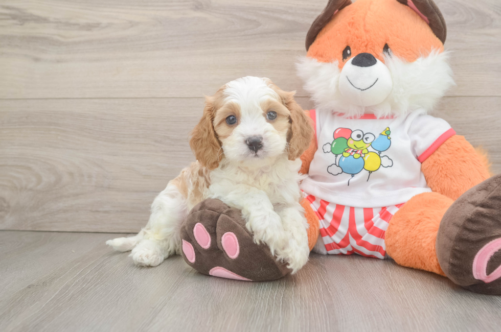 6 week old Cavapoo Puppy For Sale - Puppy Love PR