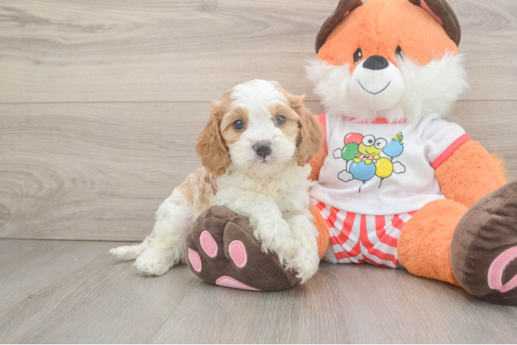 Meet Illuminate - our Cavapoo Puppy Photo 1/3 - Puppy Love PR Cavapoo Pup Being Cute