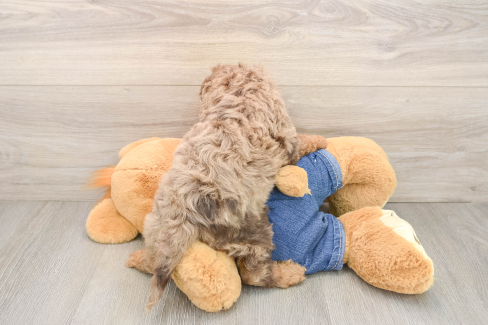 Funny Cavapoo Poodle Mix Pup