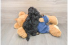 Cavapoo Puppy for Adoption
