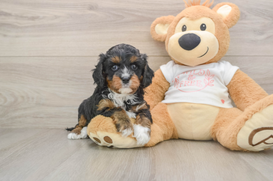 Friendly Cavapoo Baby