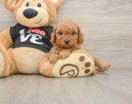 8 week old Cavapoo Puppy For Sale - Puppy Love PR