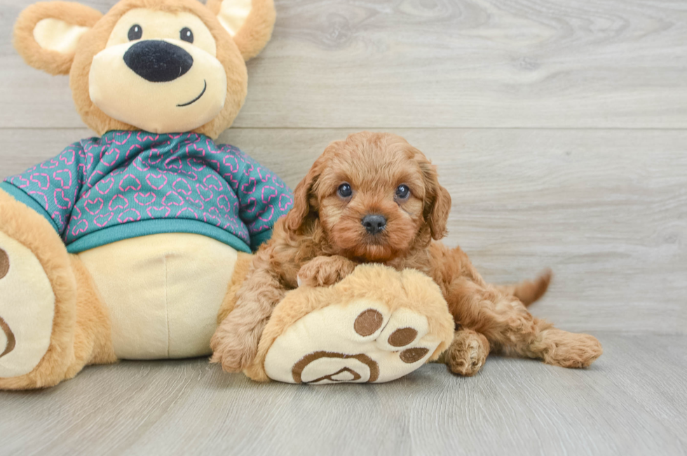 7 week old Cavapoo Puppy For Sale - Puppy Love PR