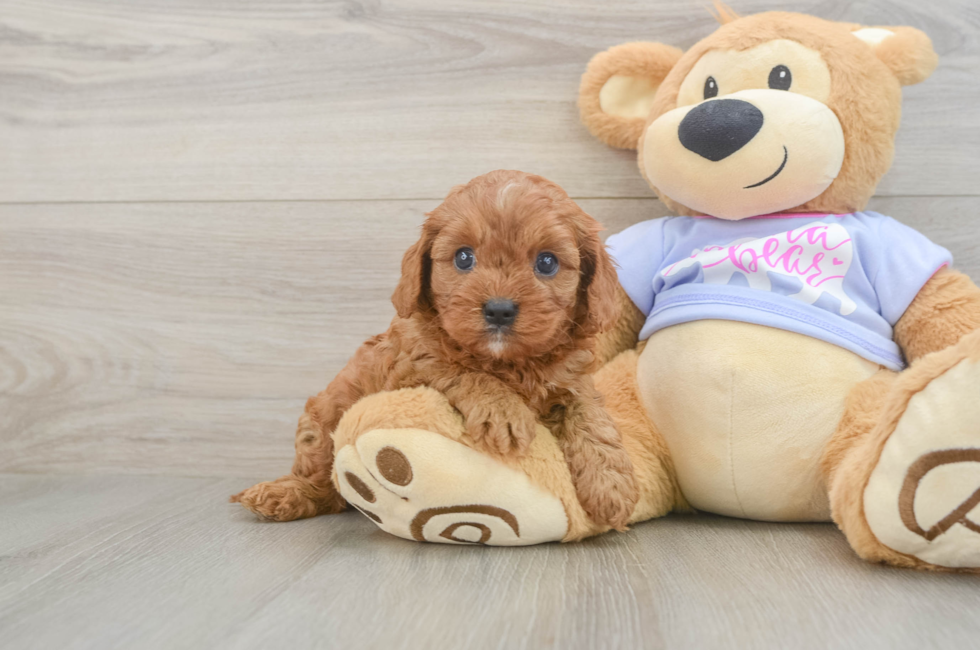 6 week old Cavapoo Puppy For Sale - Puppy Love PR