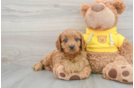 Cavapoo Pup Being Cute