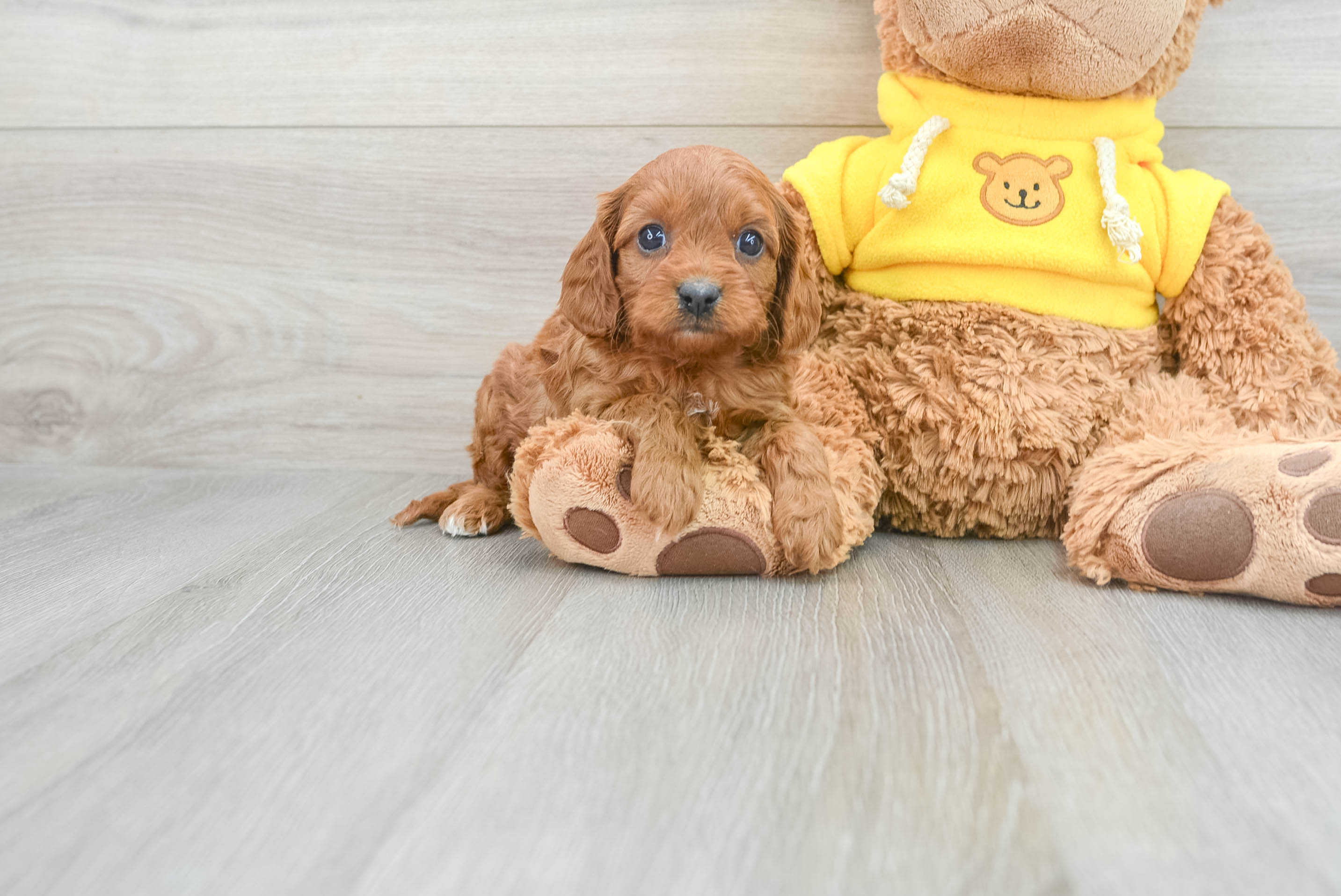 Sweet Cavapoo Baby
