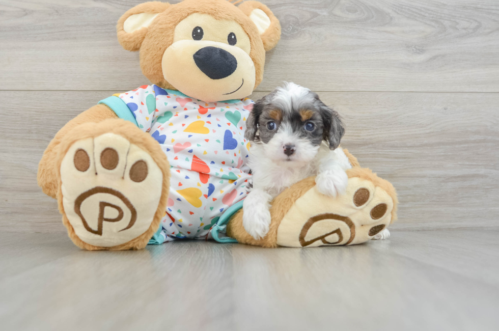 7 week old Cavapoo Puppy For Sale - Puppy Love PR