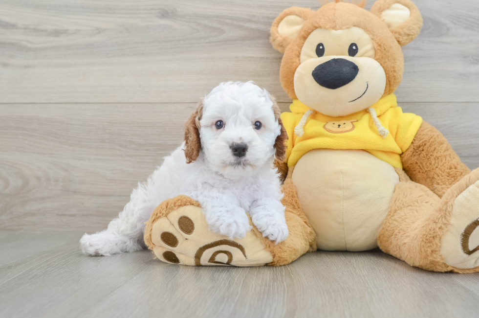 6 week old Cavapoo Puppy For Sale - Puppy Love PR