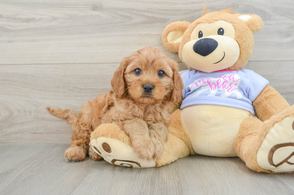7 week old Cavapoo Puppy For Sale - Puppy Love PR