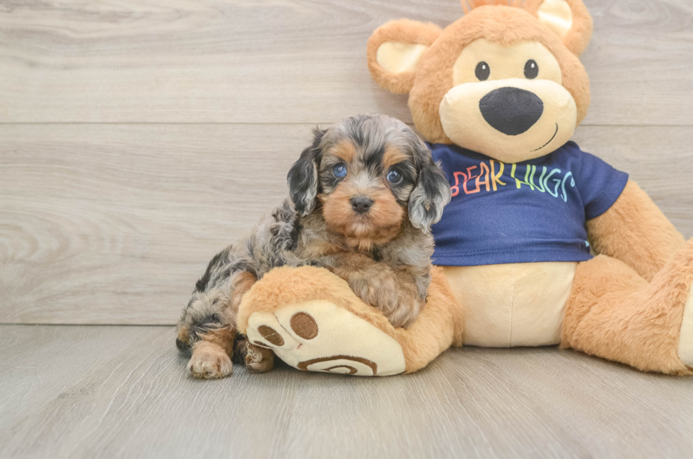 6 week old Cavapoo Puppy For Sale - Puppy Love PR