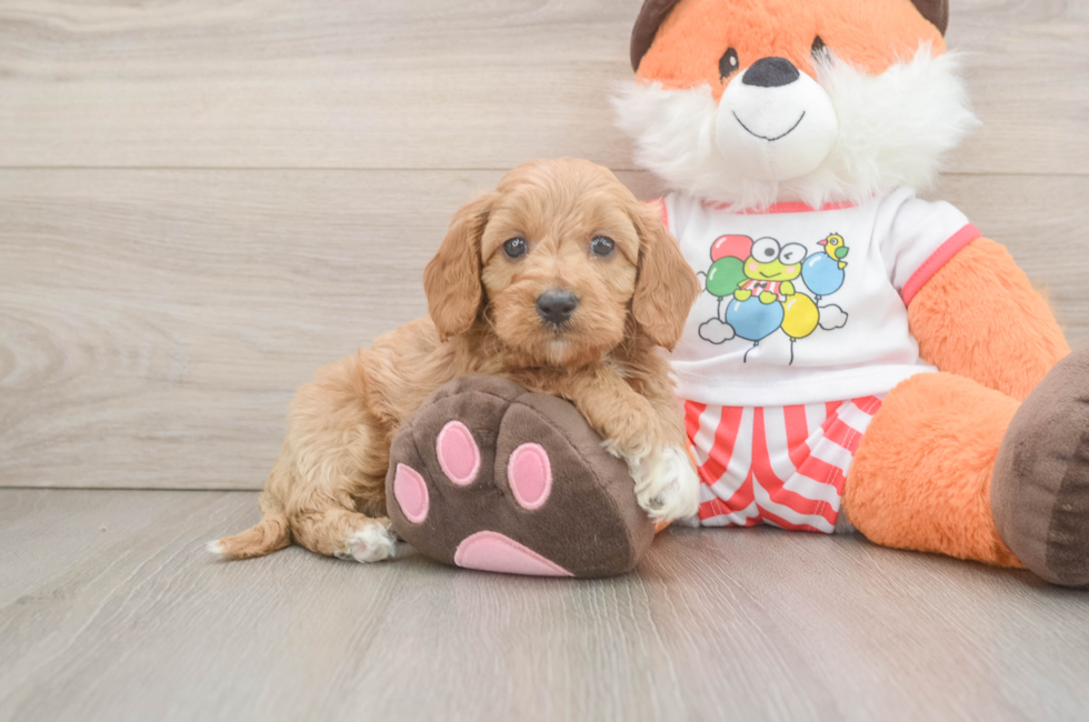 7 week old Cavapoo Puppy For Sale - Puppy Love PR
