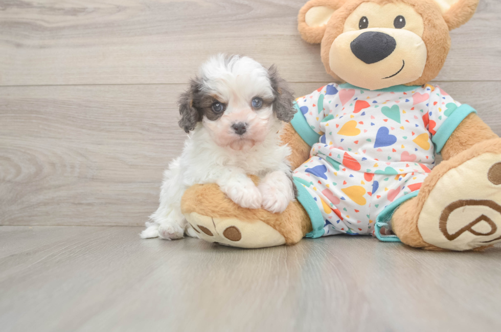 5 week old Cavapoo Puppy For Sale - Puppy Love PR