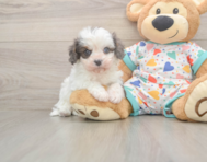 7 week old Cavapoo Puppy For Sale - Puppy Love PR 7 week old Cavapoo Puppy For Sale - Puppy Love PR