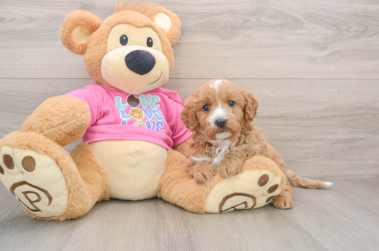 Hypoallergenic Cavadoodle Poodle Mix Puppy