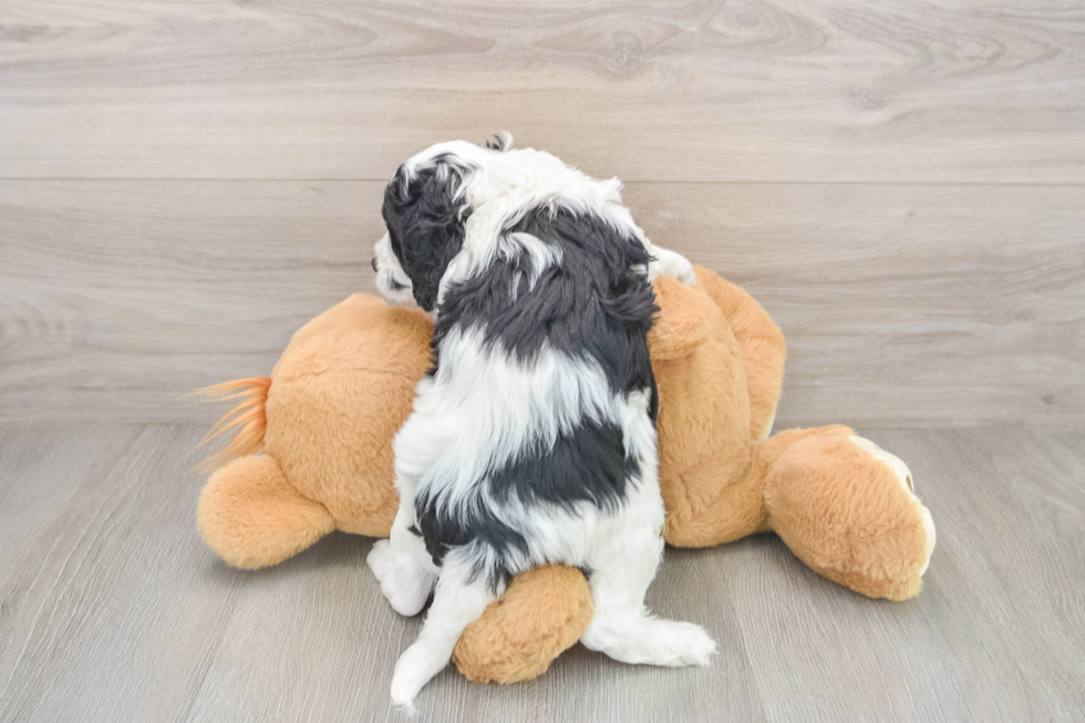 Cavapoo Puppy for Adoption