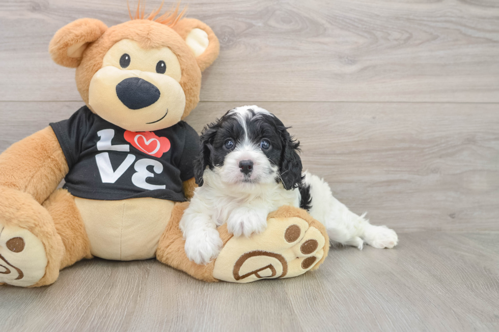 Cavapoo Pup Being Cute