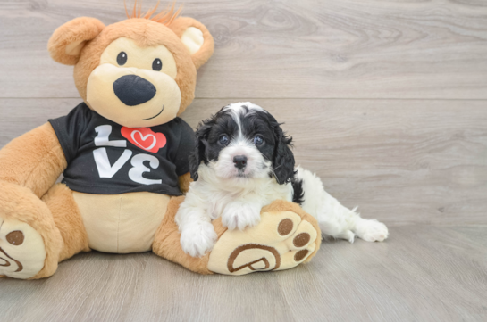 Cavapoo Pup Being Cute