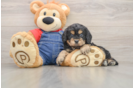 Small Cavapoo Baby