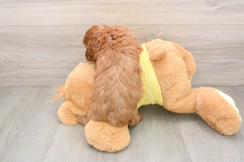 Playful Cavapoodle Poodle Mix Puppy