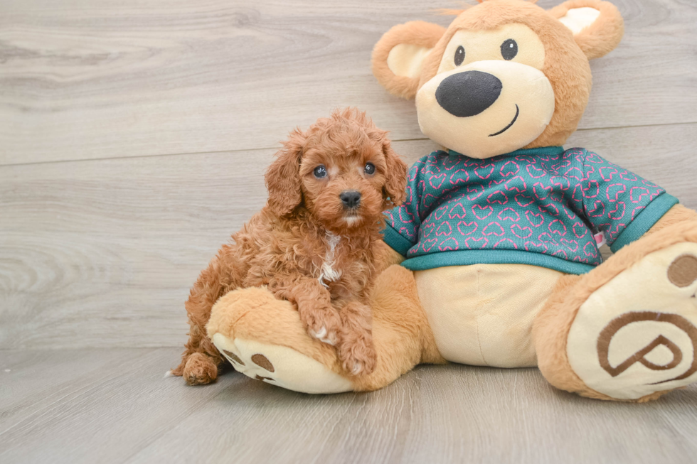 Cavapoo Puppy for Adoption