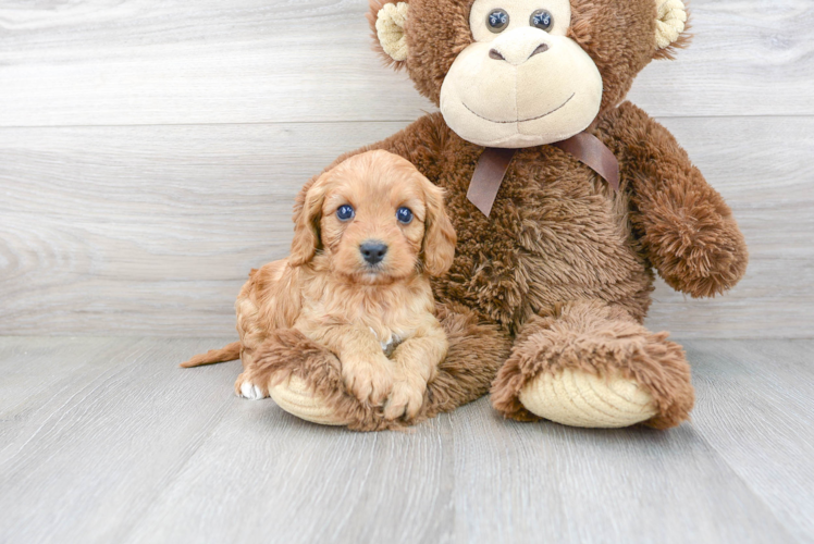 Cute Cavoodle Poodle Mix Puppy